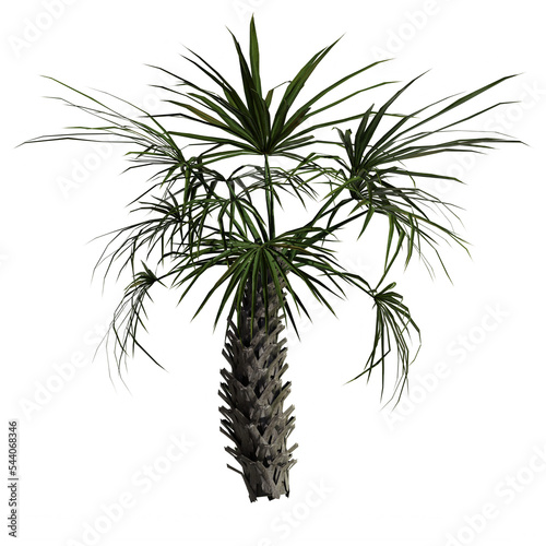 Sabal Palm Tree - Front View © Anand Kumar