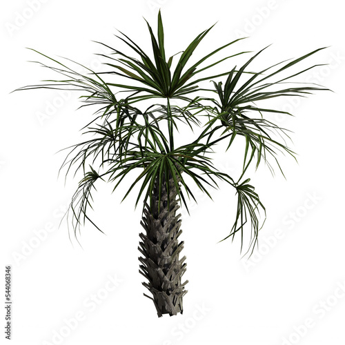 Sabal Palm Tree - Front View