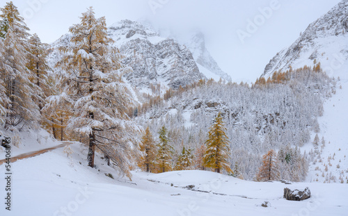 Col de La Cayolle mountain pass in Mercantour National Park with larch trees covered in snow. Ubaye Valley, Alpes-de-Haute-Provence, France © Francois Roux