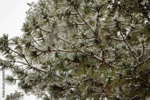 Pine branches with cones under snowfall in the forest