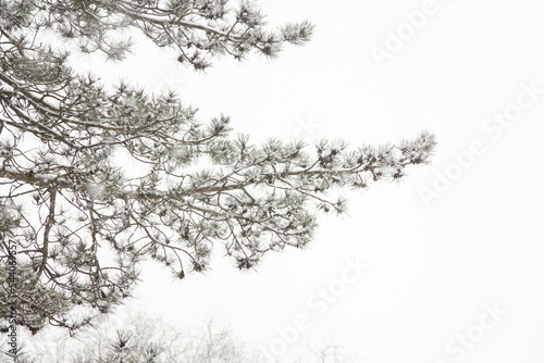 A pine branch under a snowfall in the forest against the background of the sky