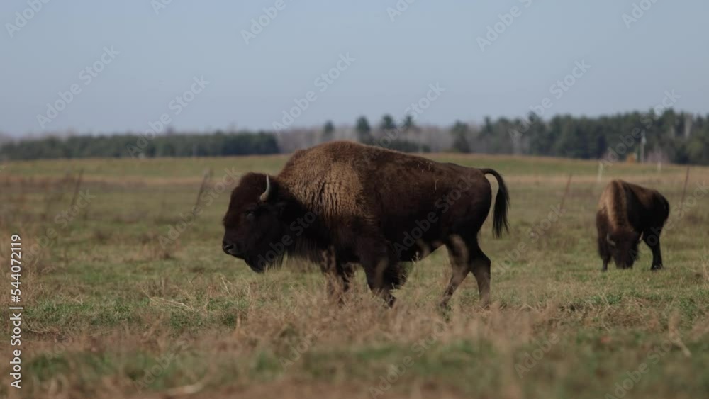 bison strength displayed walking in field epic slomo bison strength displayed walking in field epic slomo