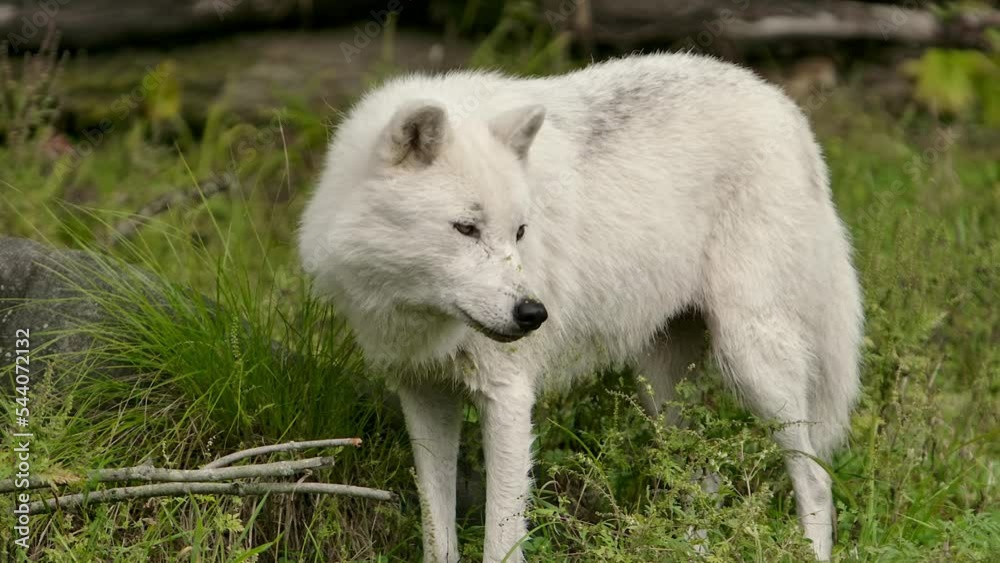 arctic wolf looking at you, looks away closeup slomo. arctic wolf looking at you, looks away closeup slomo.