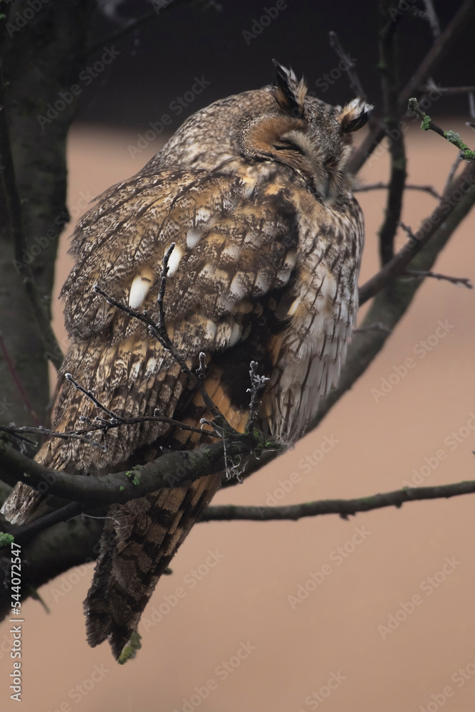An long eared owl (Asio otus) is dozing with its head in the plumage 'cause the cold in a soft orange morning light. Piedmont, Italy