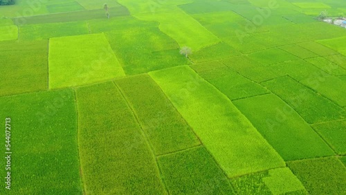 Beautiful Areial View Shot Of Deep Green Paddy Field And Village In West Bengal india. photo