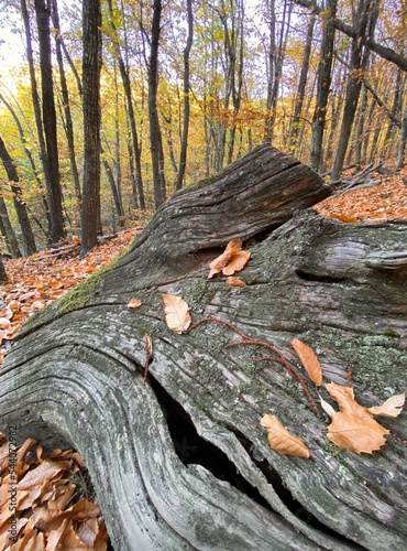 Trunk in the forest