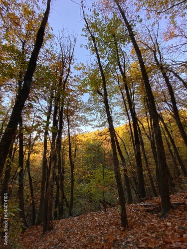 autumn forest in the morning