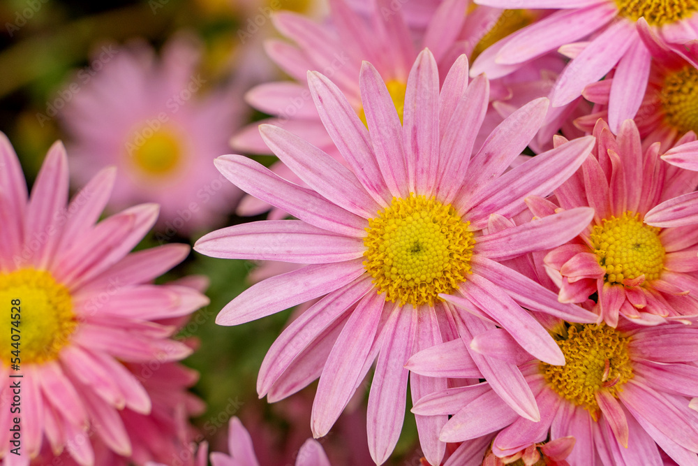 Close up pink chrysanthemum flower with yellow middle
