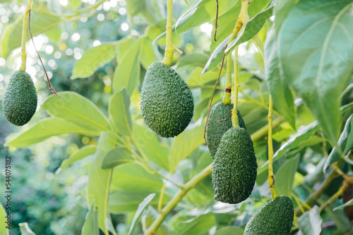 Avocado. Avocado tree. Vegetable Growing. Gardening concept. photo