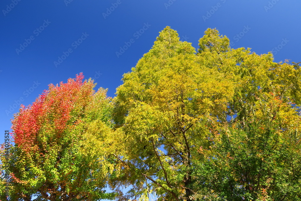 秋の公園の紅葉の唐楓とメタセコイア