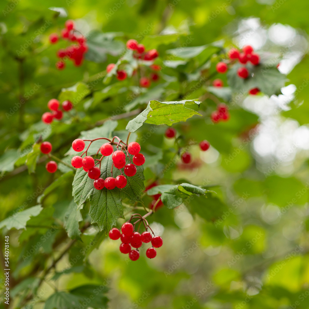 Viburnum opulus red berries in autum
