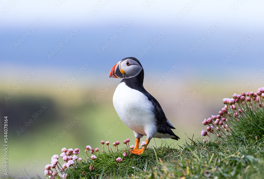 Naklejka premium atlantic puffin or common puffin