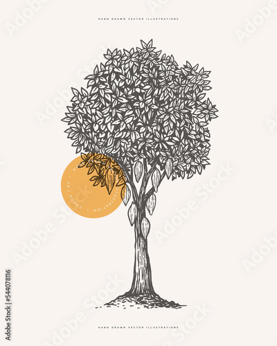 Cocoa tree with fruits in engraving style. Botanical design element for labels, emblems, chocolate packaging. Vector vintage illustration on a light isolated background.