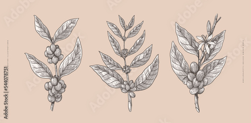 Set of coffee tree branches with leaves and berries in engraving style. Design element for botanical books, cafe menu, emblem or store packaging. Vector vintage illustration.