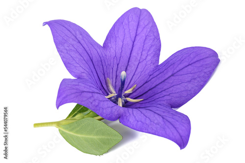 Balloon flower photo