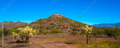 Indian Mountain and desert autumn arid landscape near Anthem, north of Phoenix, Arizona, with Cholla Cacti on the meadow 