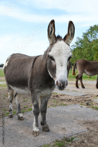 A cute miniature donkey standing in it's enclose in summer