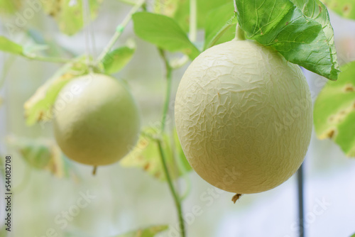 fresh melon organic fruit in green house garden