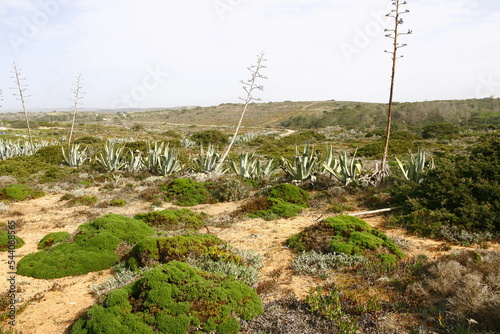 Agaves en bordure de la côte Vicentine au Portugal dans la région de l'Algarve photo