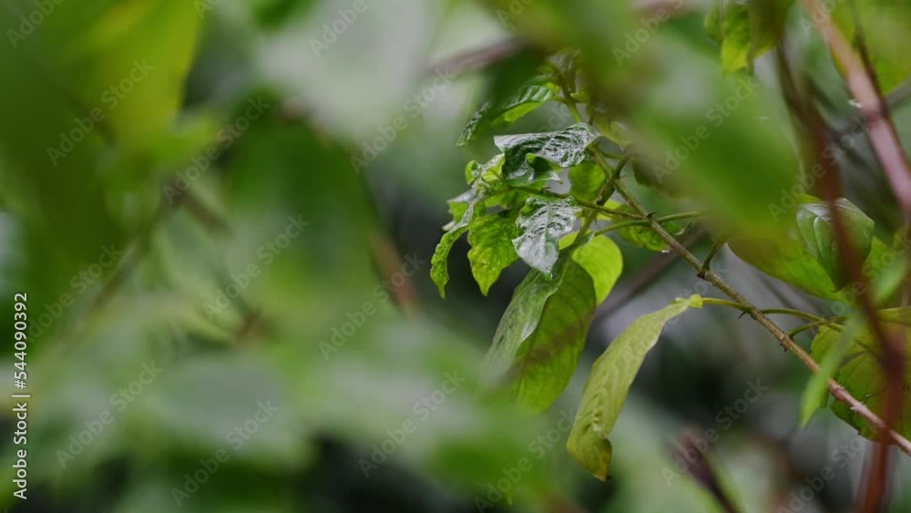 Background of fresh tropical tree leaves swaying in the rainy day with patterns forming from their shape with the falling rain. Background of fresh tropical tree leaves swaying in the rainy day with patterns forming from their shape with the falling rain.