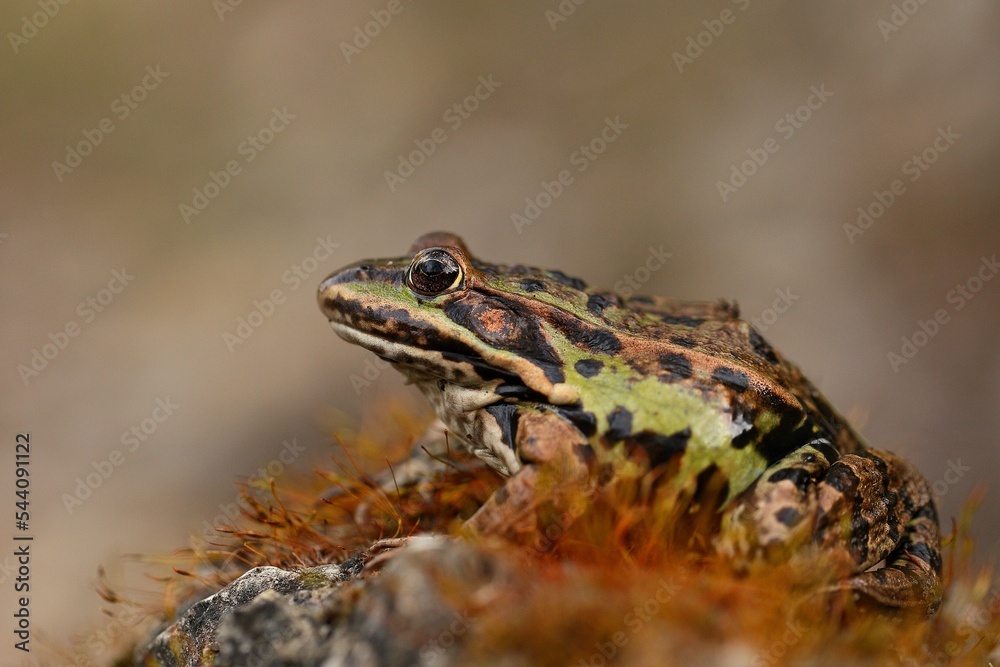 Obraz premium Wasserfrosch