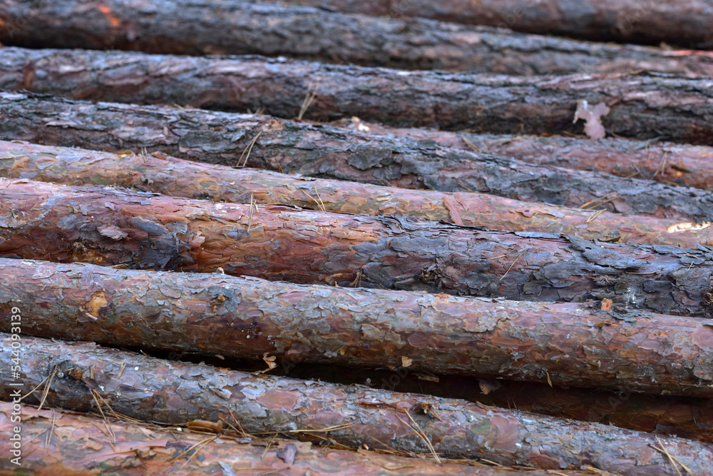 Many felled pines lie in a pile