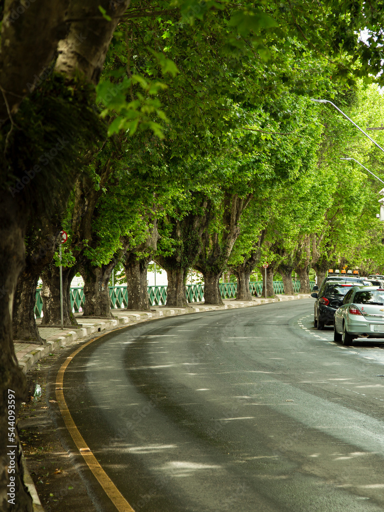 Main avenue of Campos do Jordão, Brazil, with rows of trees