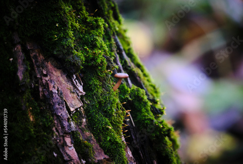 Mushroom on the tree with moss