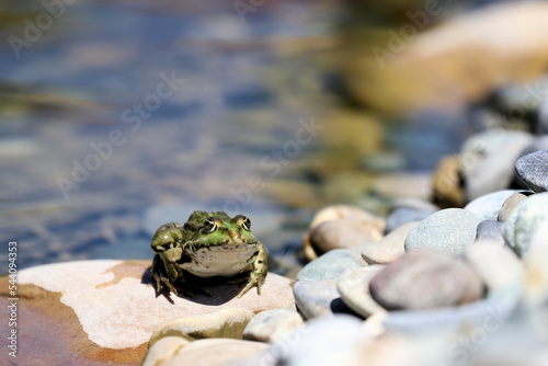 Tiere in unseren Gärten - kleiner Wasserfrosch sonnt sich auf einem Stein vor seinem Teich photo