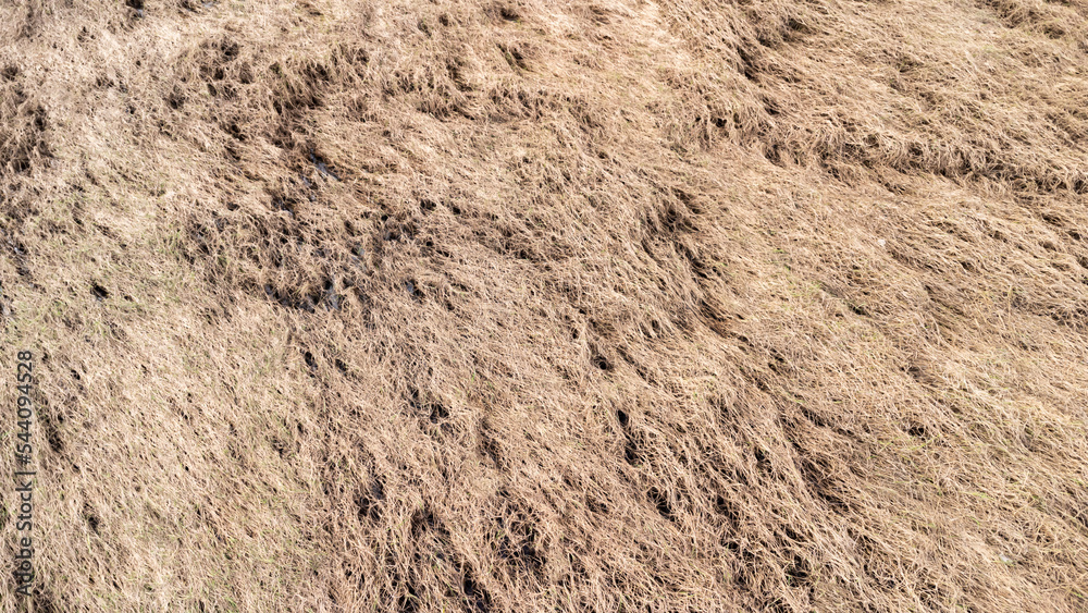 Dying rice fields after flooding, Agriculture was severely damaged by the floods.damaged agricultural concept. Dying rice fields after flooding, Agriculture was severely damaged by the floods.damaged agricultural concept.