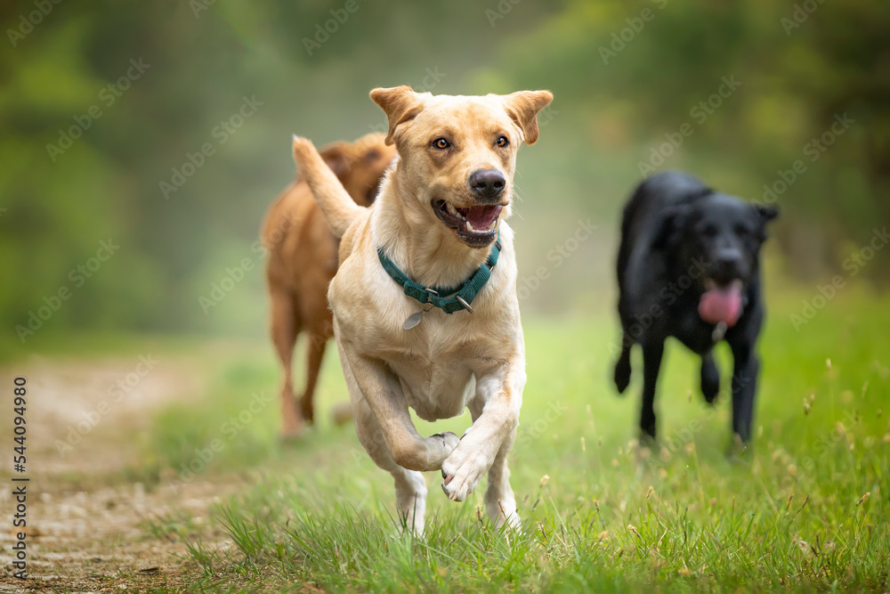 Yellow Labrador running in a forest with a black labrador and fox red labrador in the background Yellow Labrador running in a forest with a black labrador and fox red labrador in the background