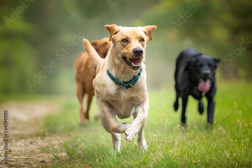 Yellow Labrador running in a forest with a black labrador and fox red labrador in the background