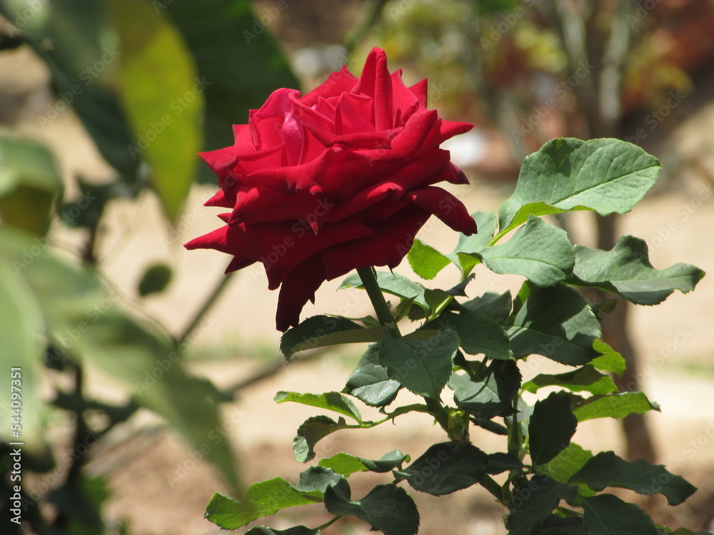 Red rose in the middle of a garden with green leaves, captured on a Canon SX400is camera, on a Monday morning on 11/07/2022, in the city of Malacacheta, Minas Gerais, country Brazil Red rose in the middle of a garden with green leaves, captured on a Canon SX400is camera, on a Monday morning on 11/07/2022, in the city of Malacacheta, Minas Gerais, country Brazil