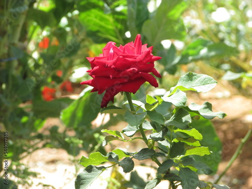 Red flower in the middle of a garden with green leaves, captured on a Canon SX400is camera, on a Monday morning on 11/07/2022, in the city of Malacacheta, Minas Gerais, country Brazil photo