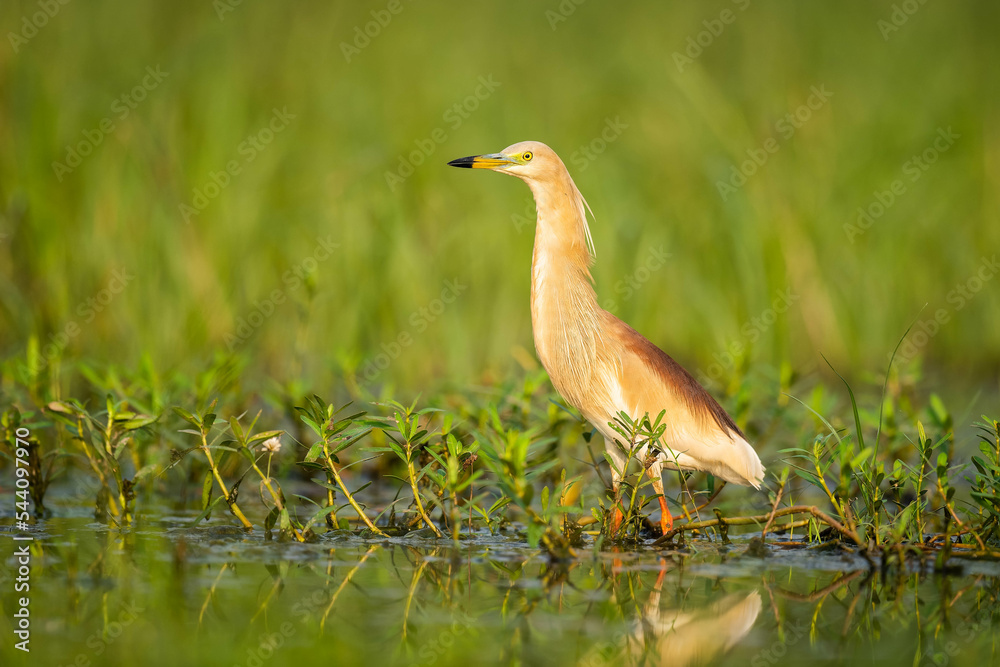 Indian Pond Heron Or Paddybird (Ardeola Grayii)
