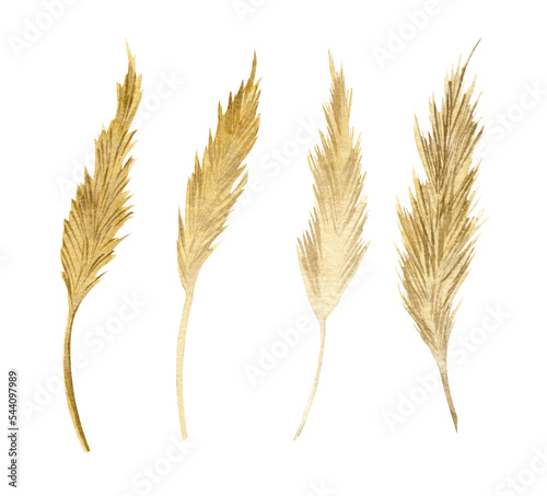 Watercolor spikelets of Wheat product. Hand painted illustration
