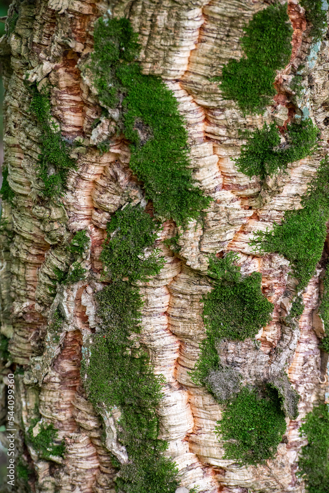 Quercus suber Linnaeus Cork oak bark Stock Photo Adobe Stock
