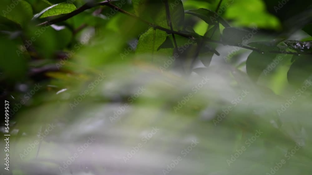 Background of tropical tree leaves swaying in the breeze with patterns forming from their shape and the way sunlight and shadow is falling on the leaves.
Background of tropical tree leaves swaying in the breeze with patterns forming from their shape and the way sunlight and shadow is falling on the leaves.