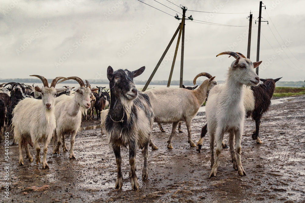 Obraz premium Goats in pasture scenic photography. Flock of domestic animals. Picture of domestic animals with cloudy sky on background. High quality wallpaper. Photo concept for ads, travel blog, magazine, article