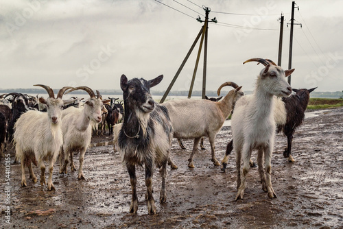 Goats in pasture scenic photography. Flock of domestic animals. Picture of domestic animals with cloudy sky on background. High quality wallpaper. Photo concept for ads, travel blog, magazine, article