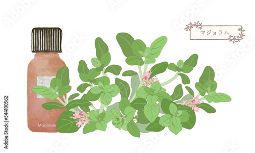 スイートマジョラム・マジョラム・精油・アロマ・芳香植物・ハーブ