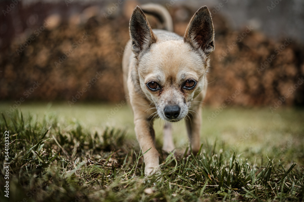 Chihuahua qui marche dans l'herbe Chihuahua qui marche dans l'herbe