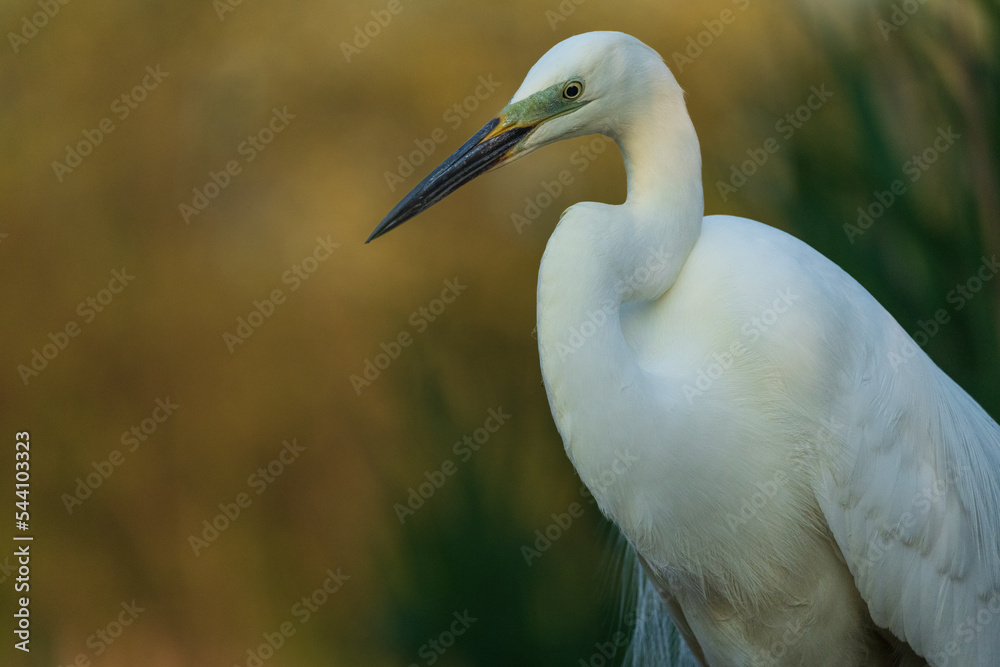 Fototapeta premium Great egret (Ardea alba)