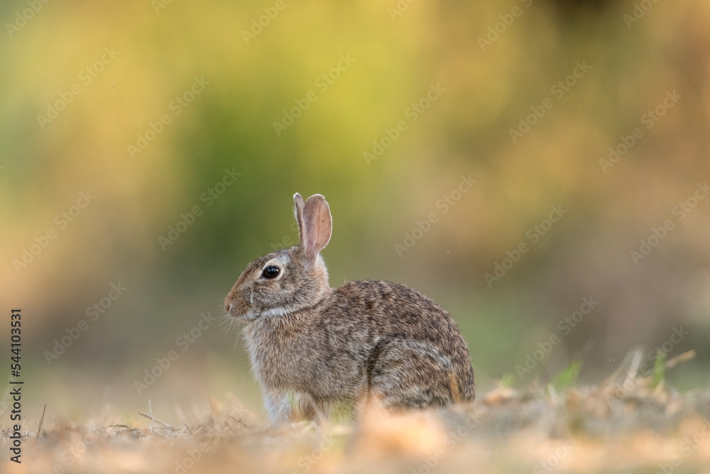 Cottontail rabbit (Sylvilagus floridanus) profile while resting in warm light of a summer sunset against a colorful bokeh. Piedmont, Italy