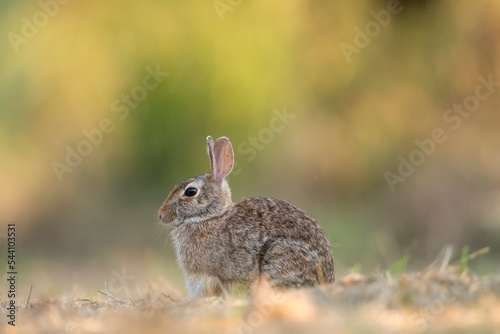 Obraz na płótnie Cottontail rabbit (Sylvilagus floridanus) profile while resting in warm light of a summer sunset against a colorful bokeh. Piedmont, Italy w salonie