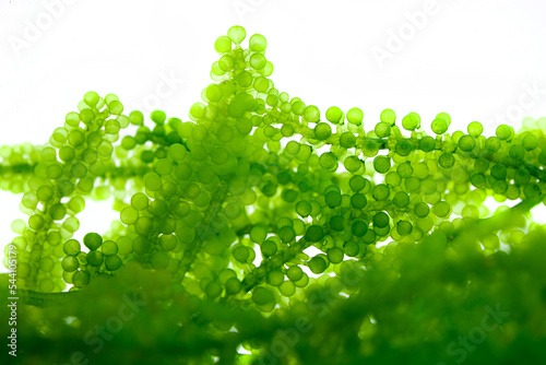 Sea Grapes , Umi-budou, Seaweed , green caviar, Healthy sea food  background