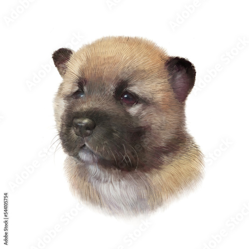 Cute teddy bear dog isolated on white backgroung. Realistic Portrait of a small puppy. Hand drawn illustration of Pets. Animal art collection: Dogs. Good for print T-shirt, banner, pillow, card © TanyaZima
