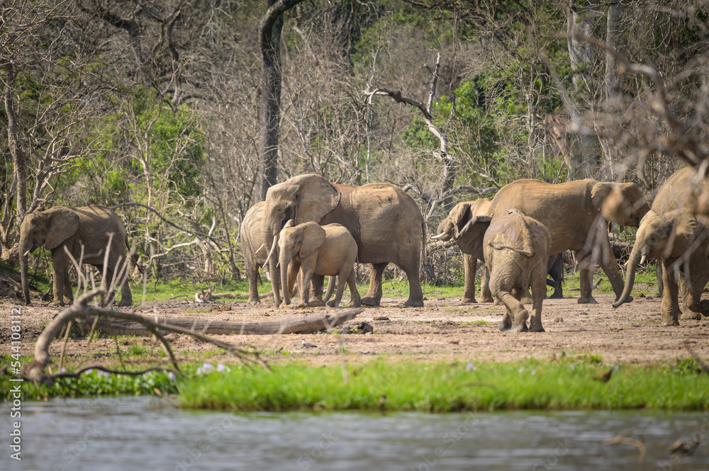 Obraz premium African bush elephants in Murchinson Falls National Park