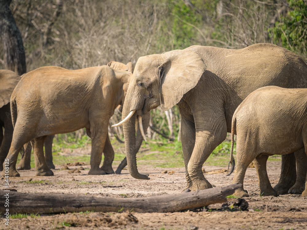 Obraz premium African bush elephants in Murchinson Falls National Park