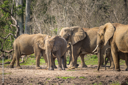African bush elephants in Murchinson Falls National Park © Stefan